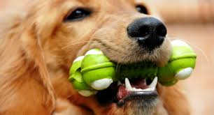 image sit, chien qui joue image sit, chien qui joue