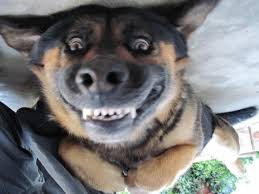 image site chien heureux image site chien heureux